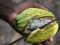 Защо е важно устойчивото производство на какао?